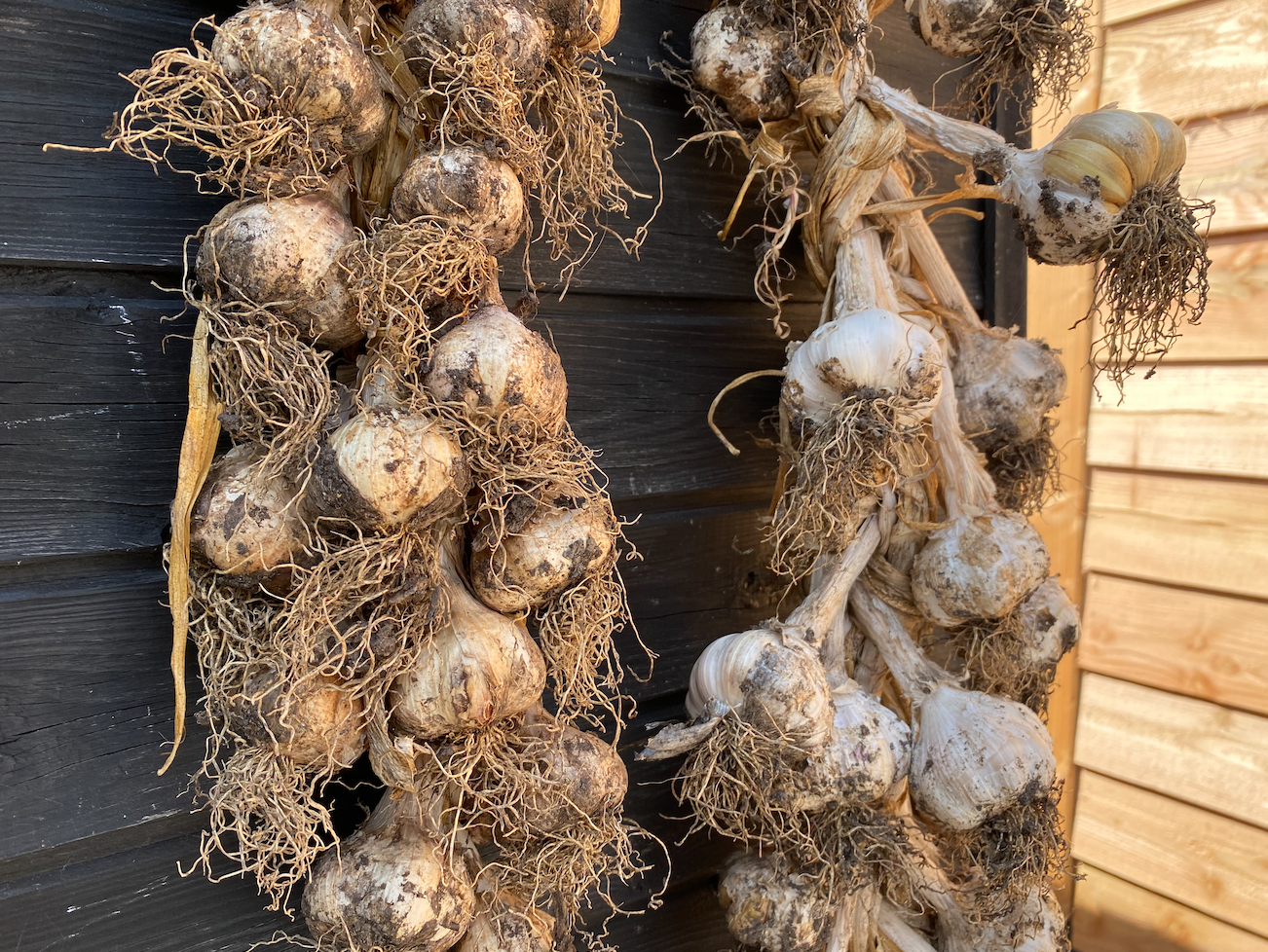 Knoflook drogen na de oogst