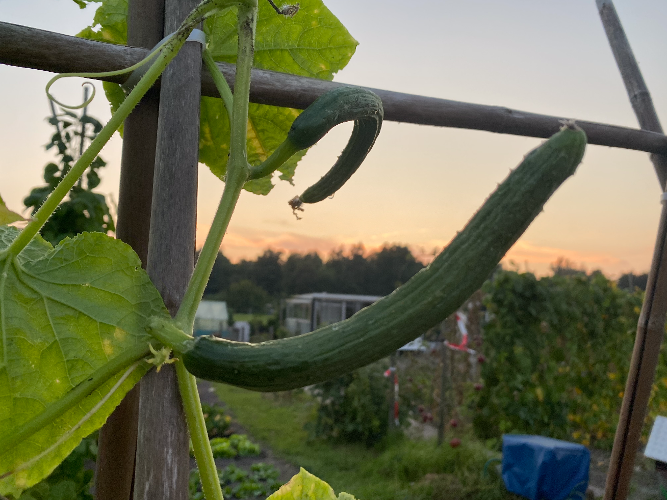 Komkommer kweken buiten
