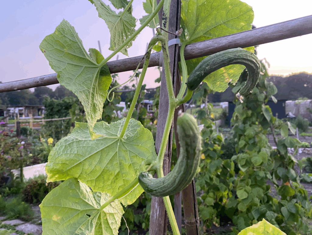 Komkommer kweken buiten