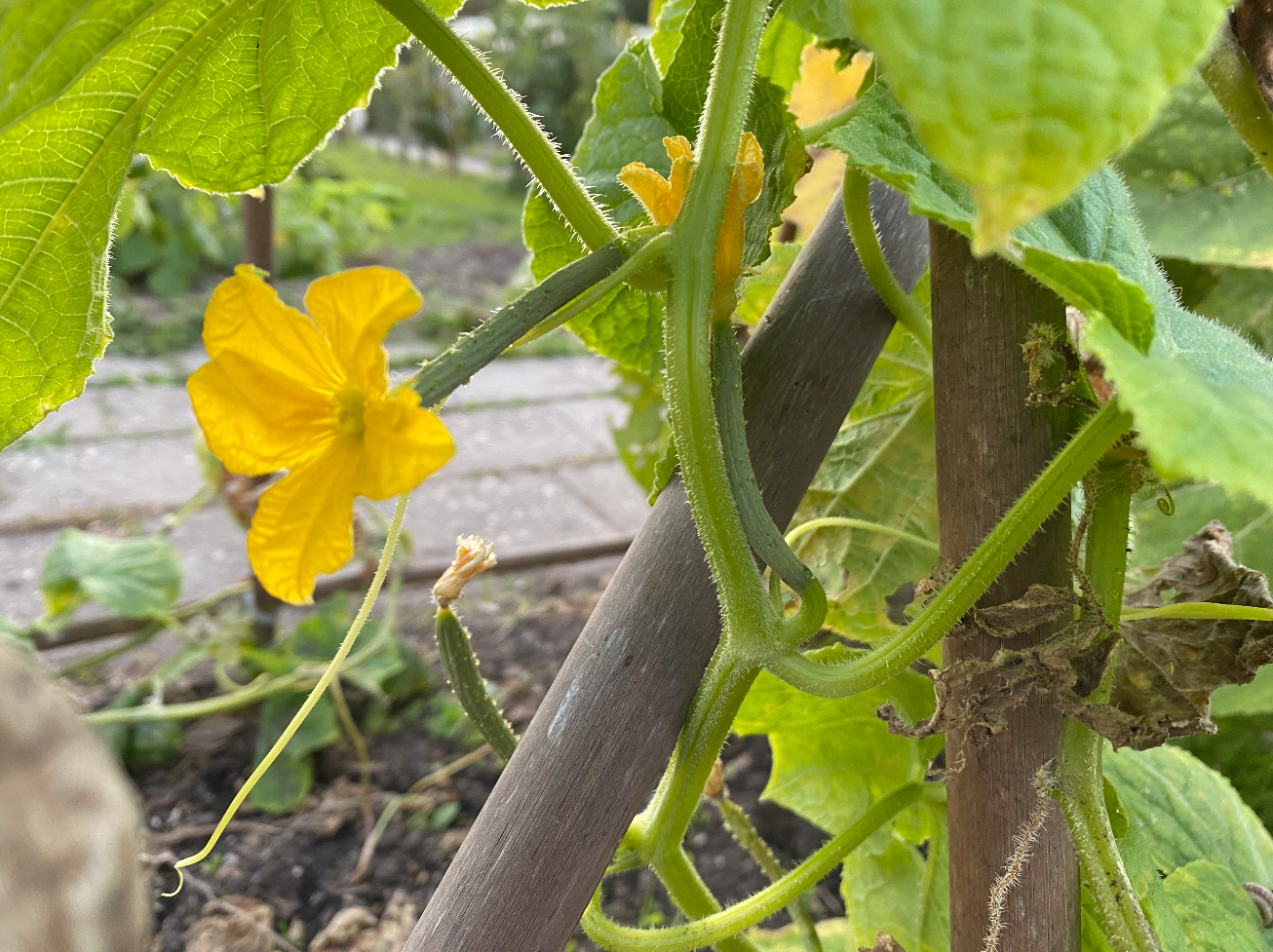 Komkommers blijven klein