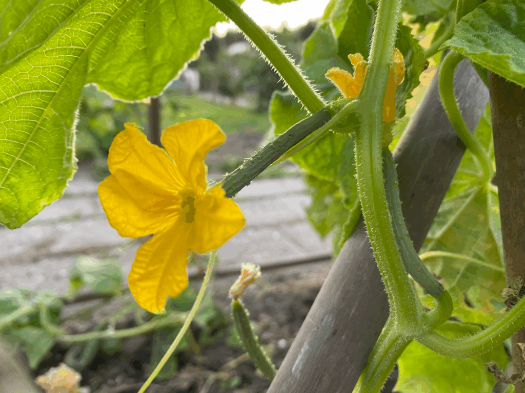 Komkommers blijven klein