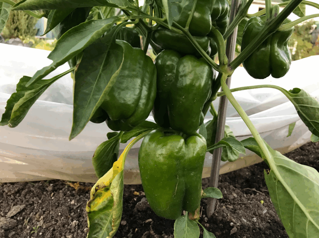 Kun je groene paprika's plukken