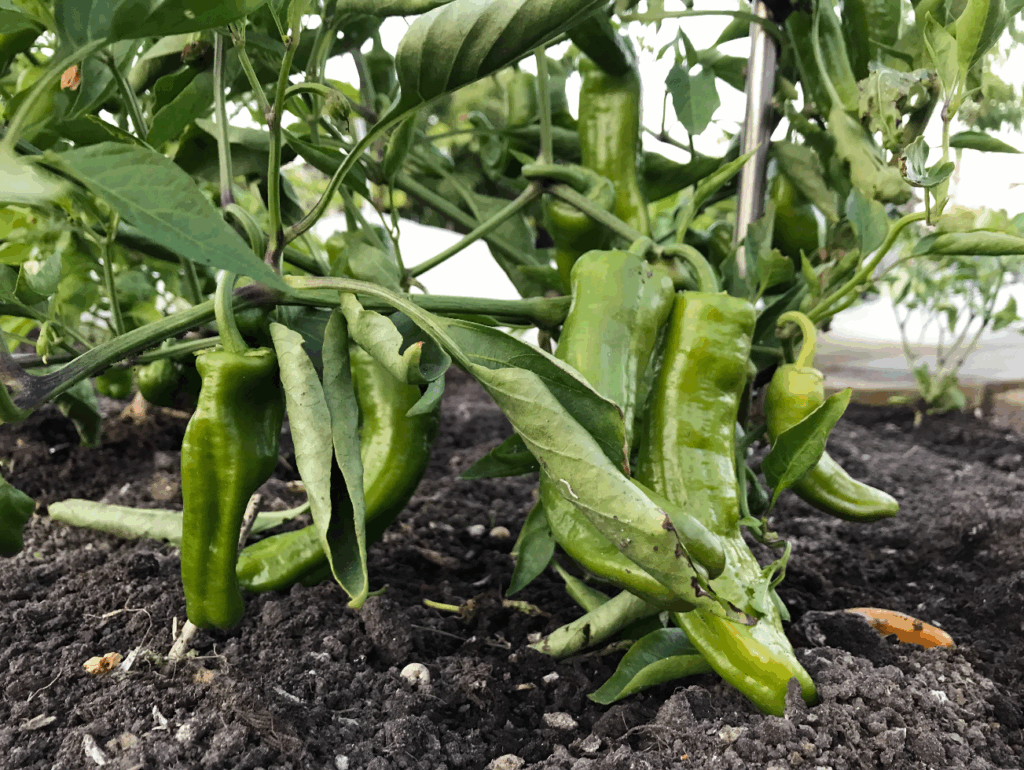 Kun je groene paprika's plukken
