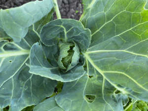 Kun je nog kolen planten in augustus