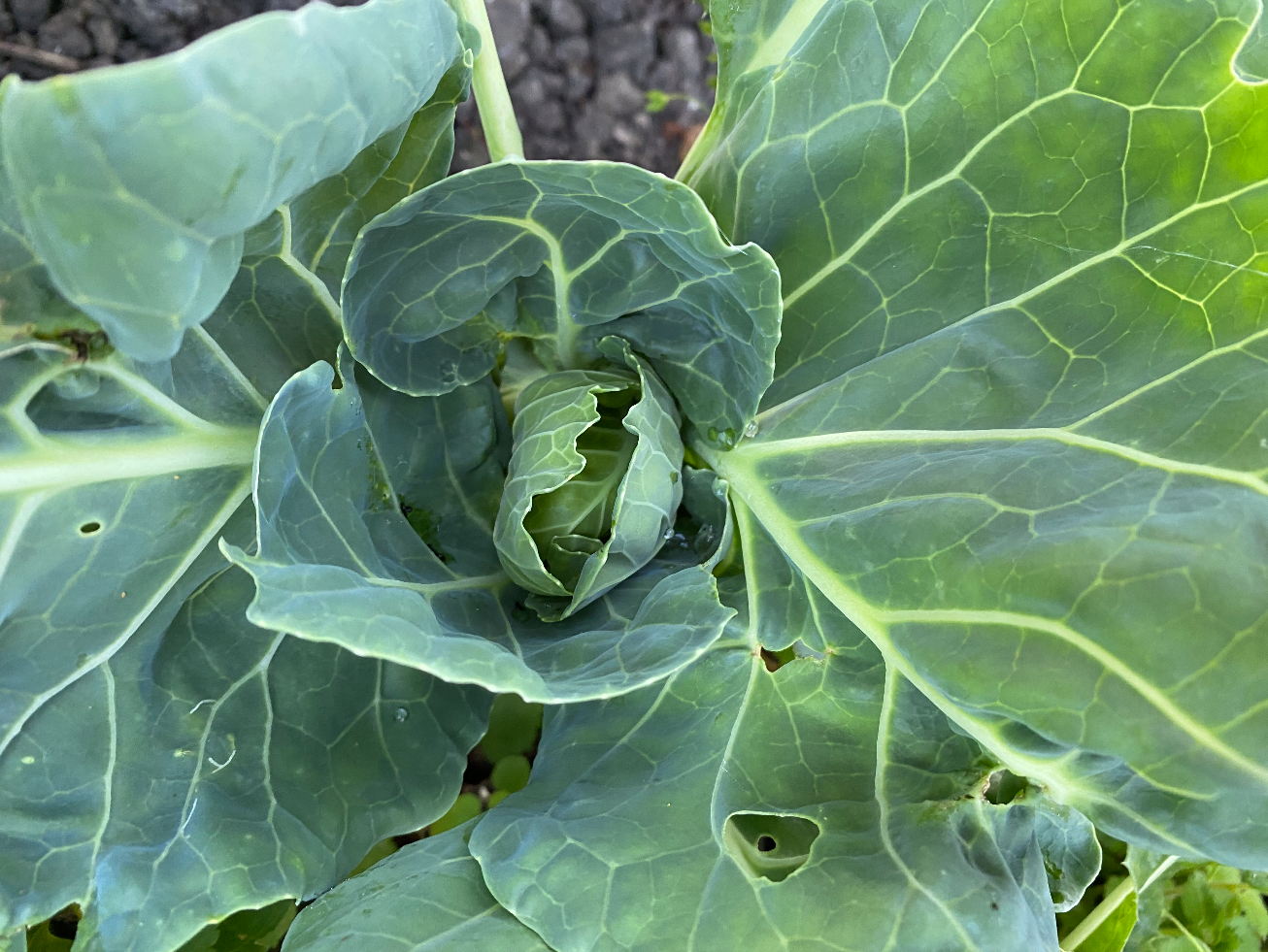 Kun je nog kolen planten in augustus