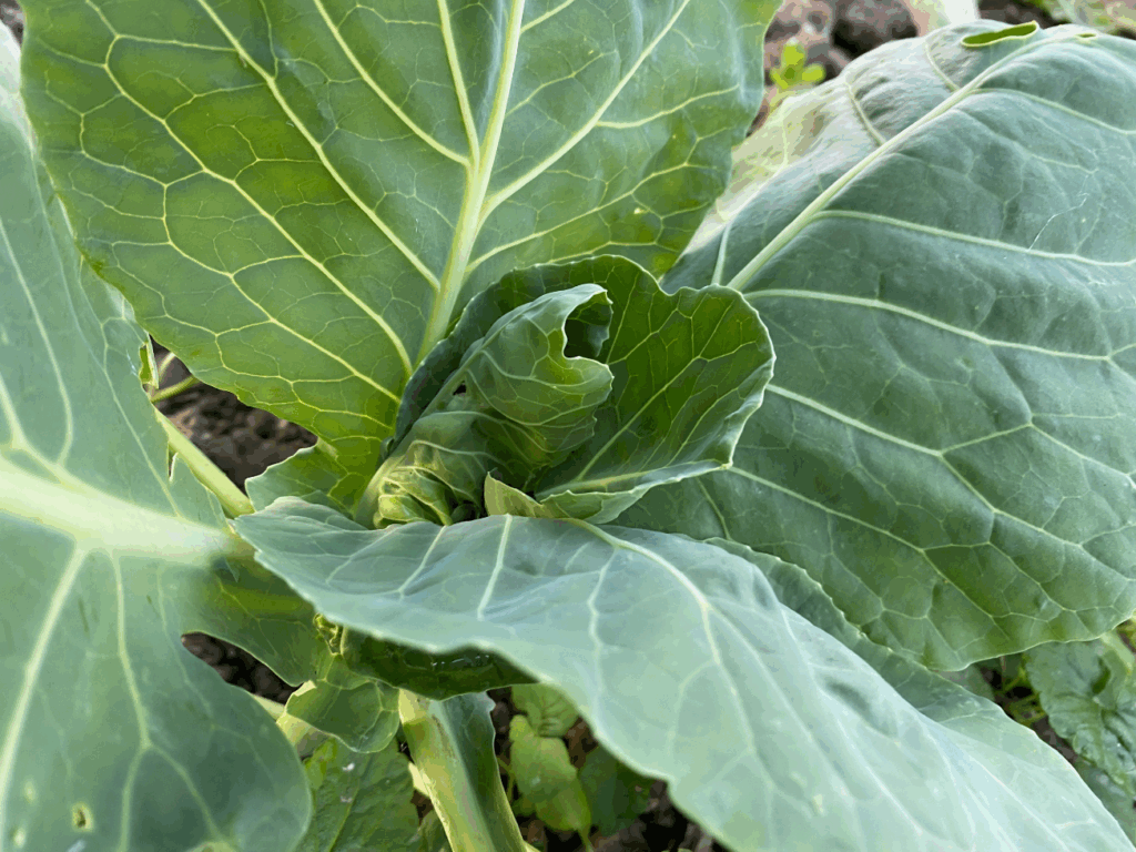 Kun je nog kolen planten in augustus