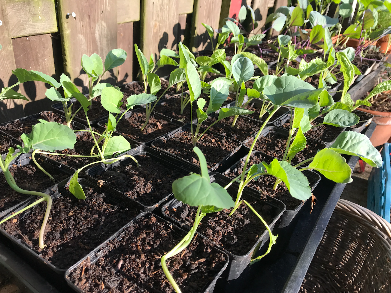 Kun je nog kool planten in september