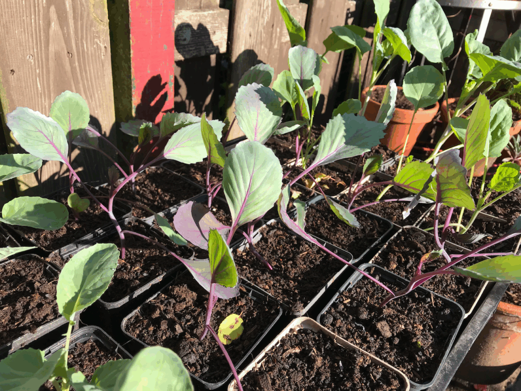 Kun je nog kool planten in september