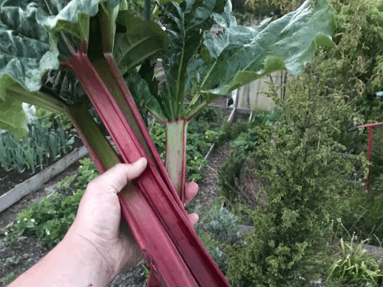 Kun je nog rabarber oogsten in augustus