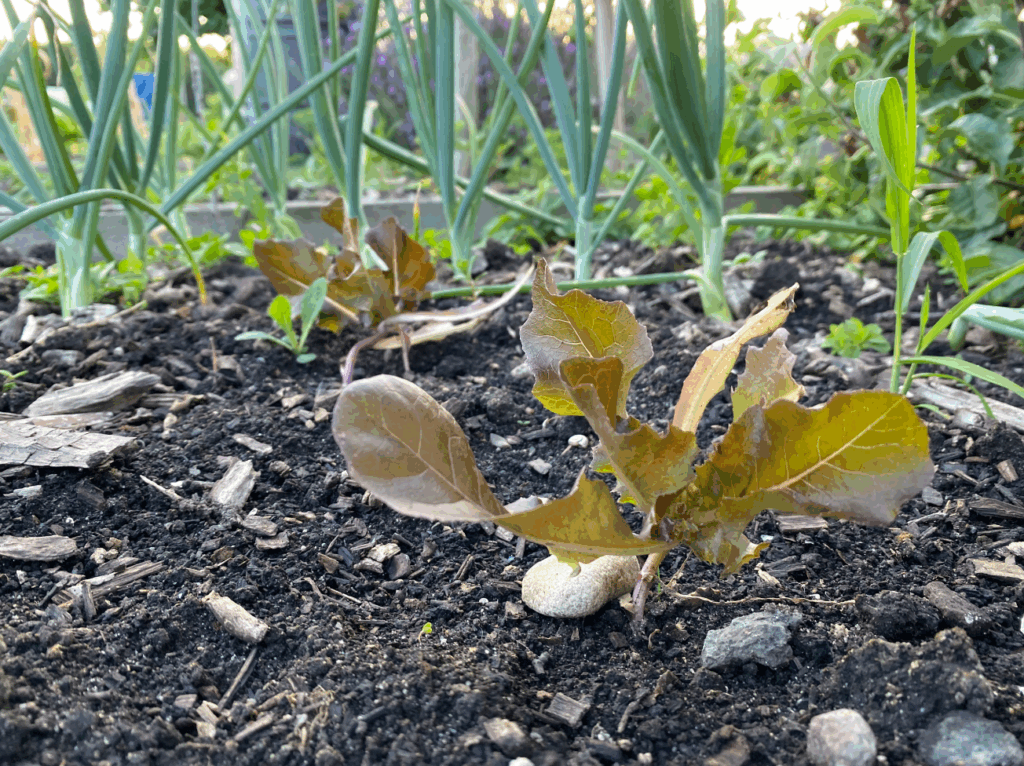 Kun je sla naast uien planten