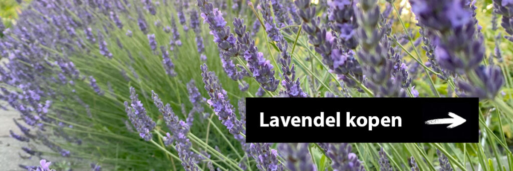 lavendel kopen