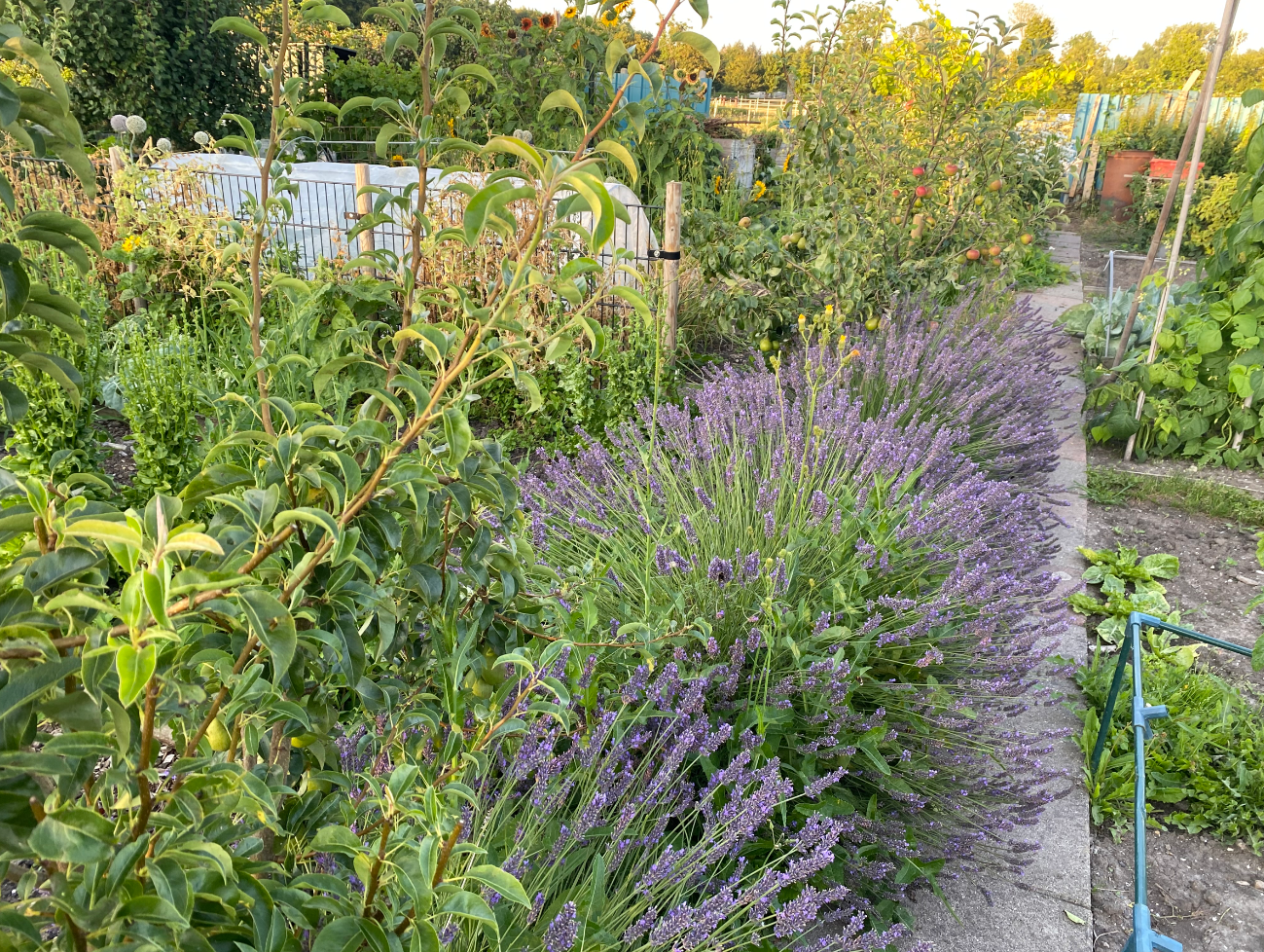 Lavendel snoeien in augustus