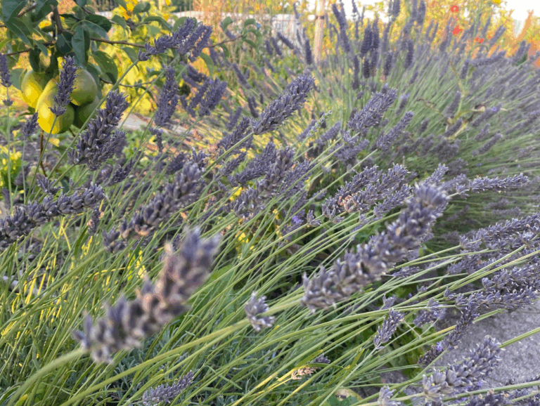 Lavendel snoeien in het najaar