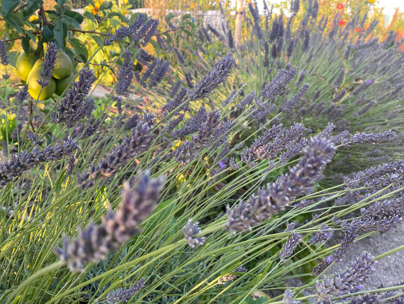 Lavendel snoeien in het najaar