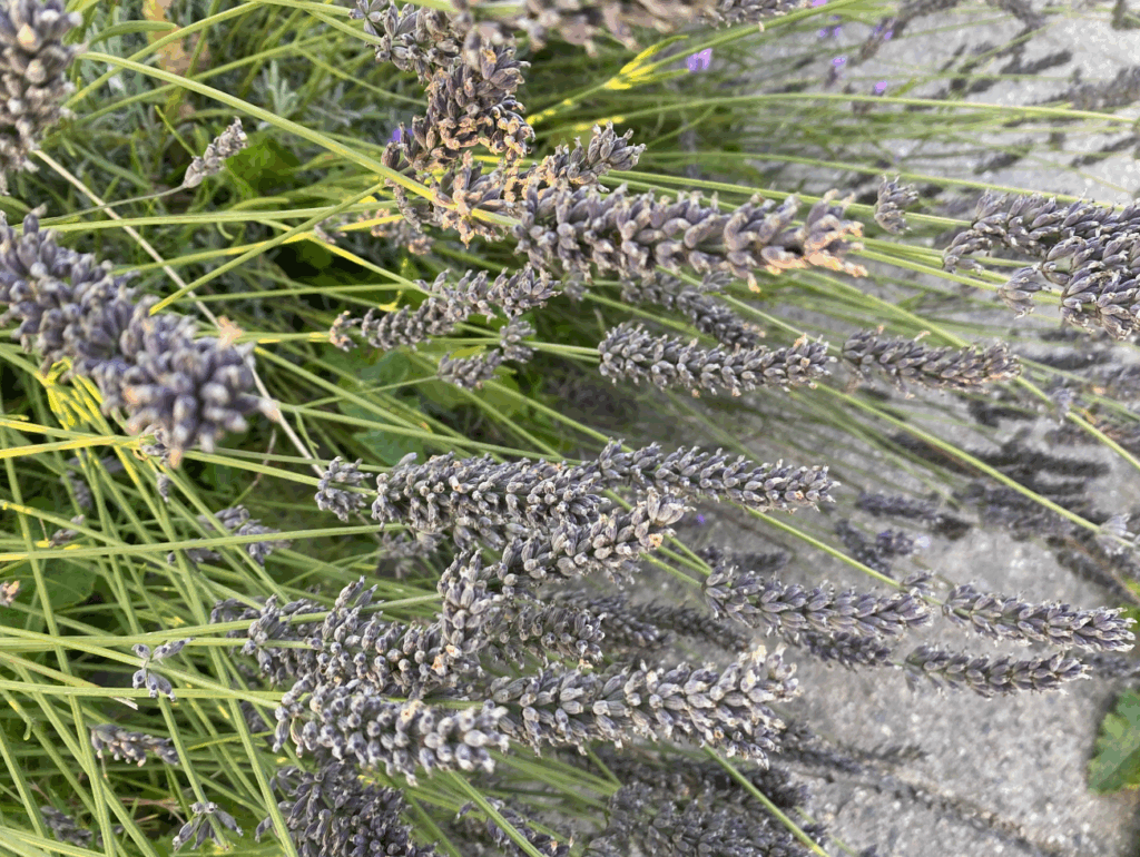 Lavendel snoeien in het najaar