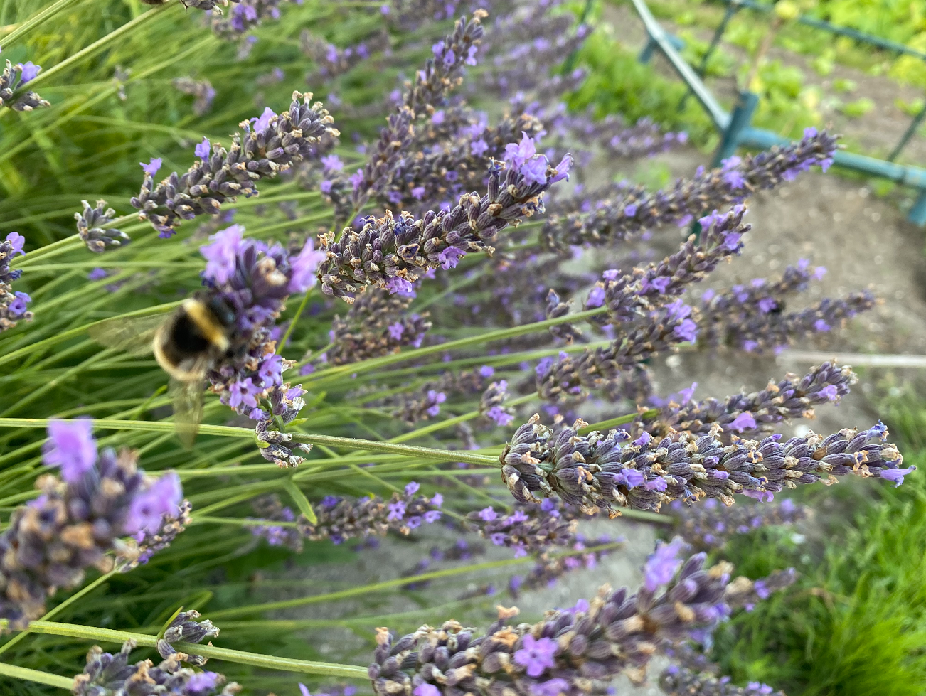 Lavendel soorten