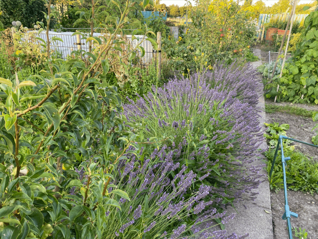 Lavendel soorten
