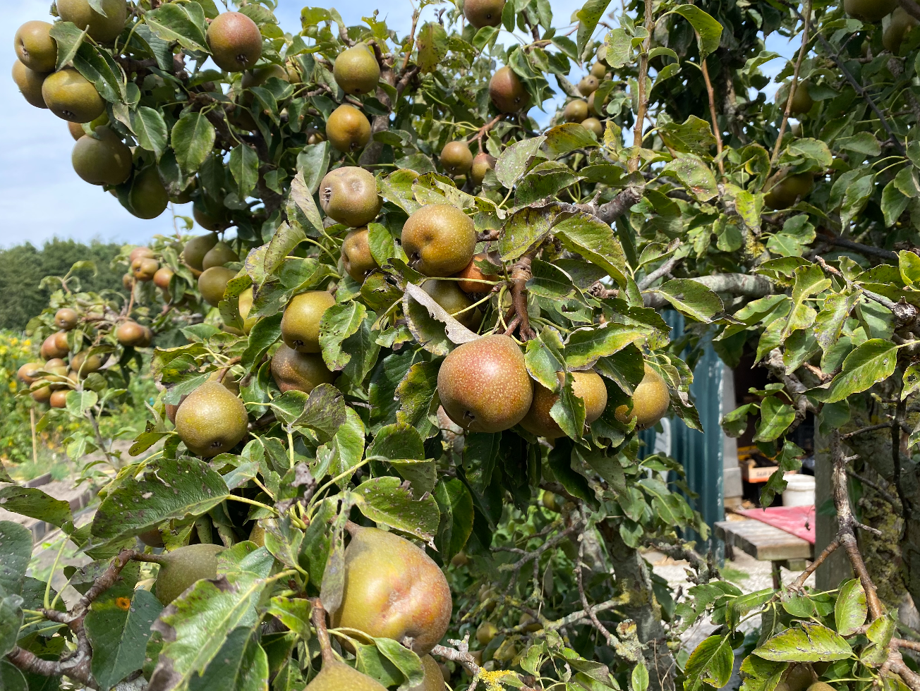 Perenboom kopen bij een kwekerij
