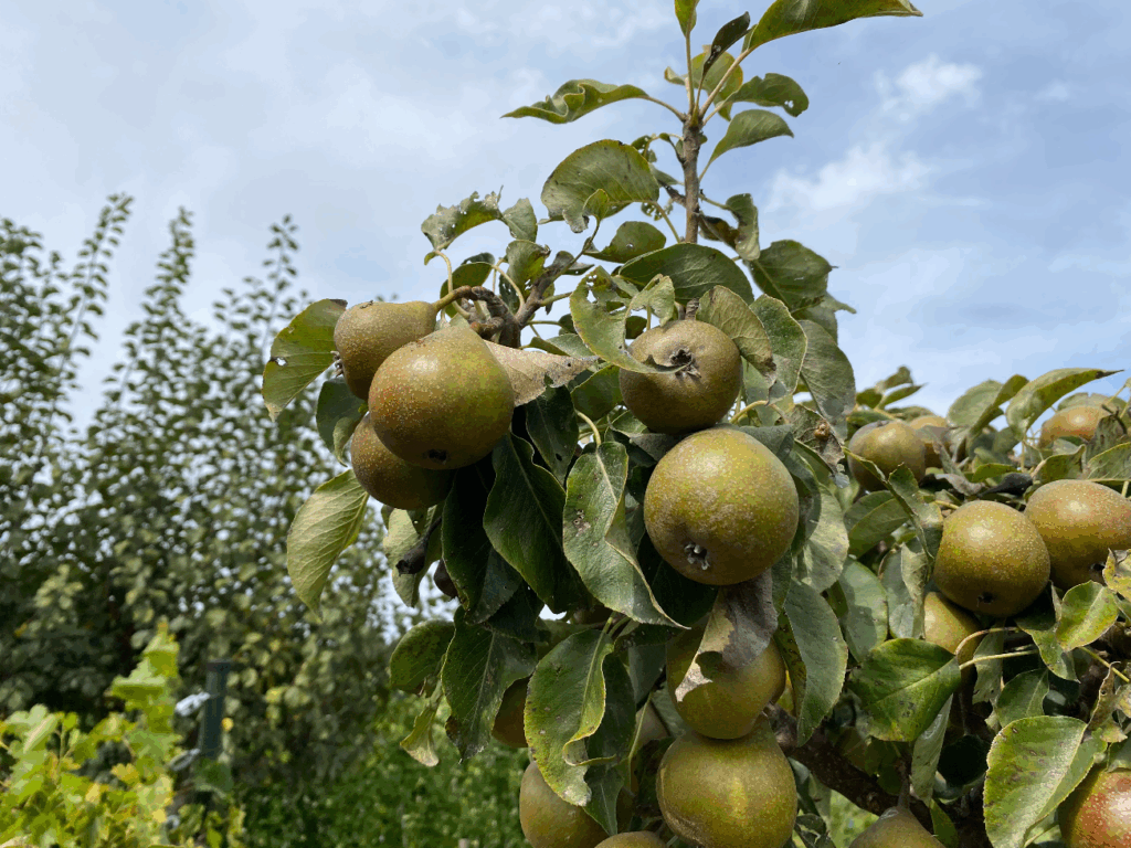 Perenboom kopen bij een kwekerij