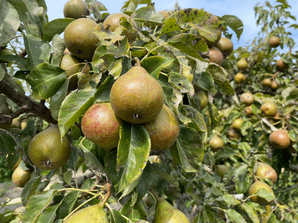 Perenboom online bestellen