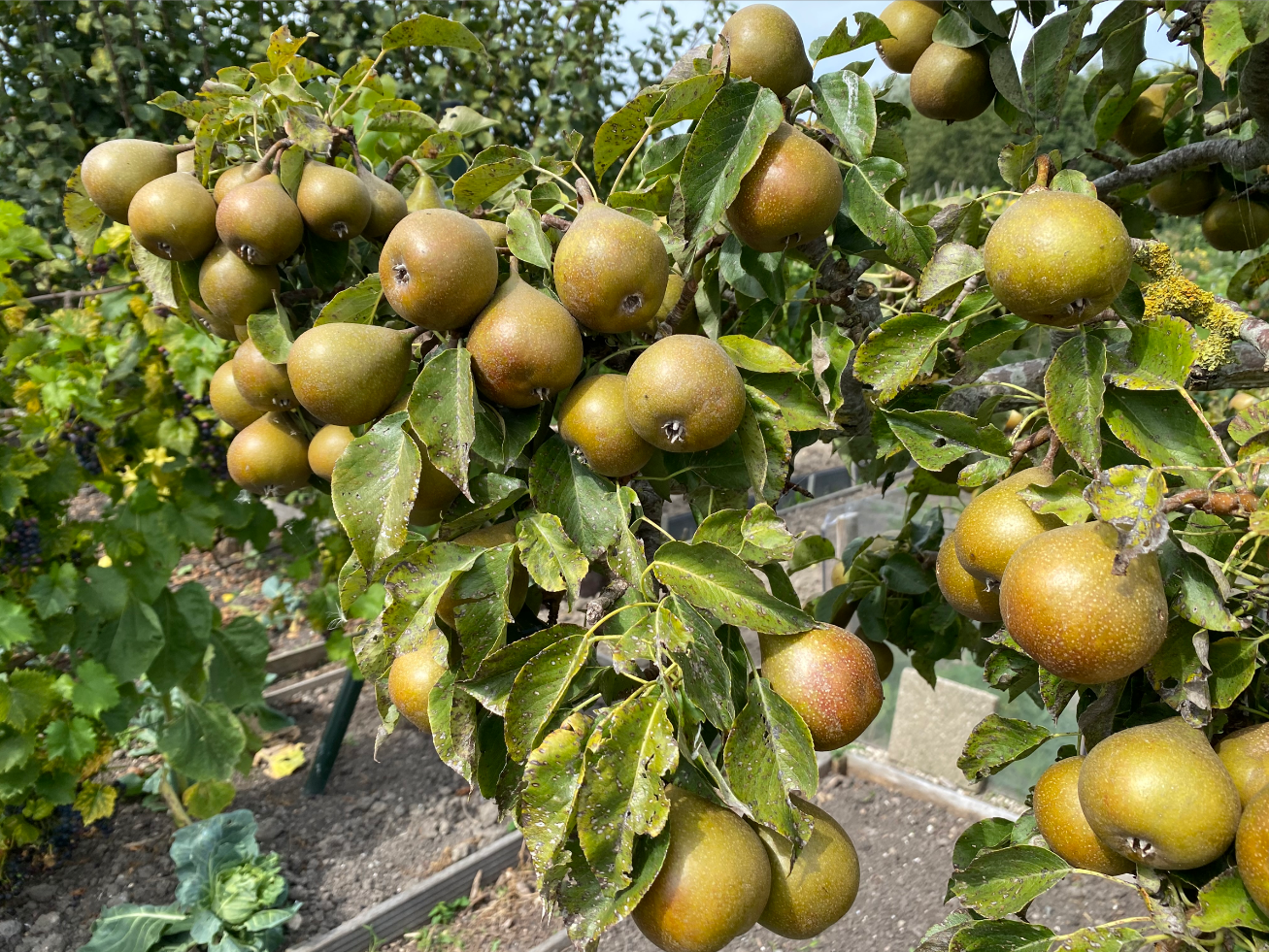 Perenboom online bestellen
