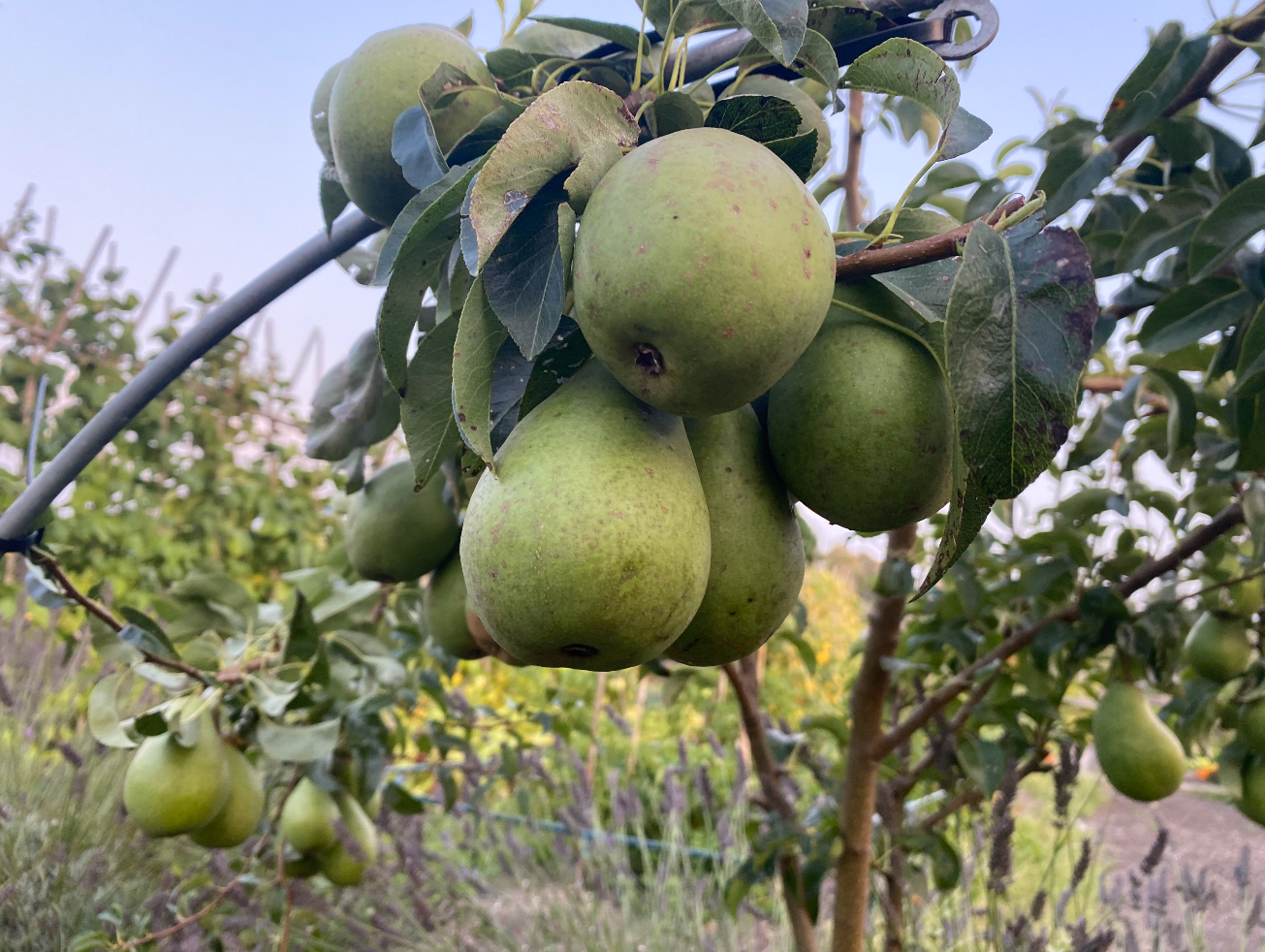 Perenoogst verwerken