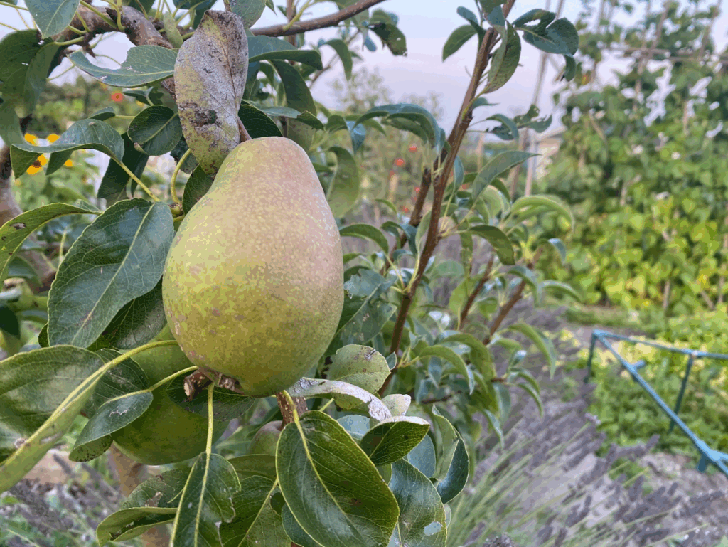 Perenoogst verwerken