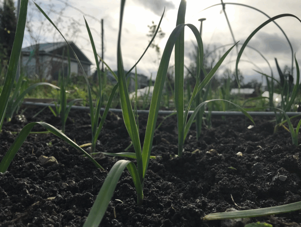 Prei planten in september