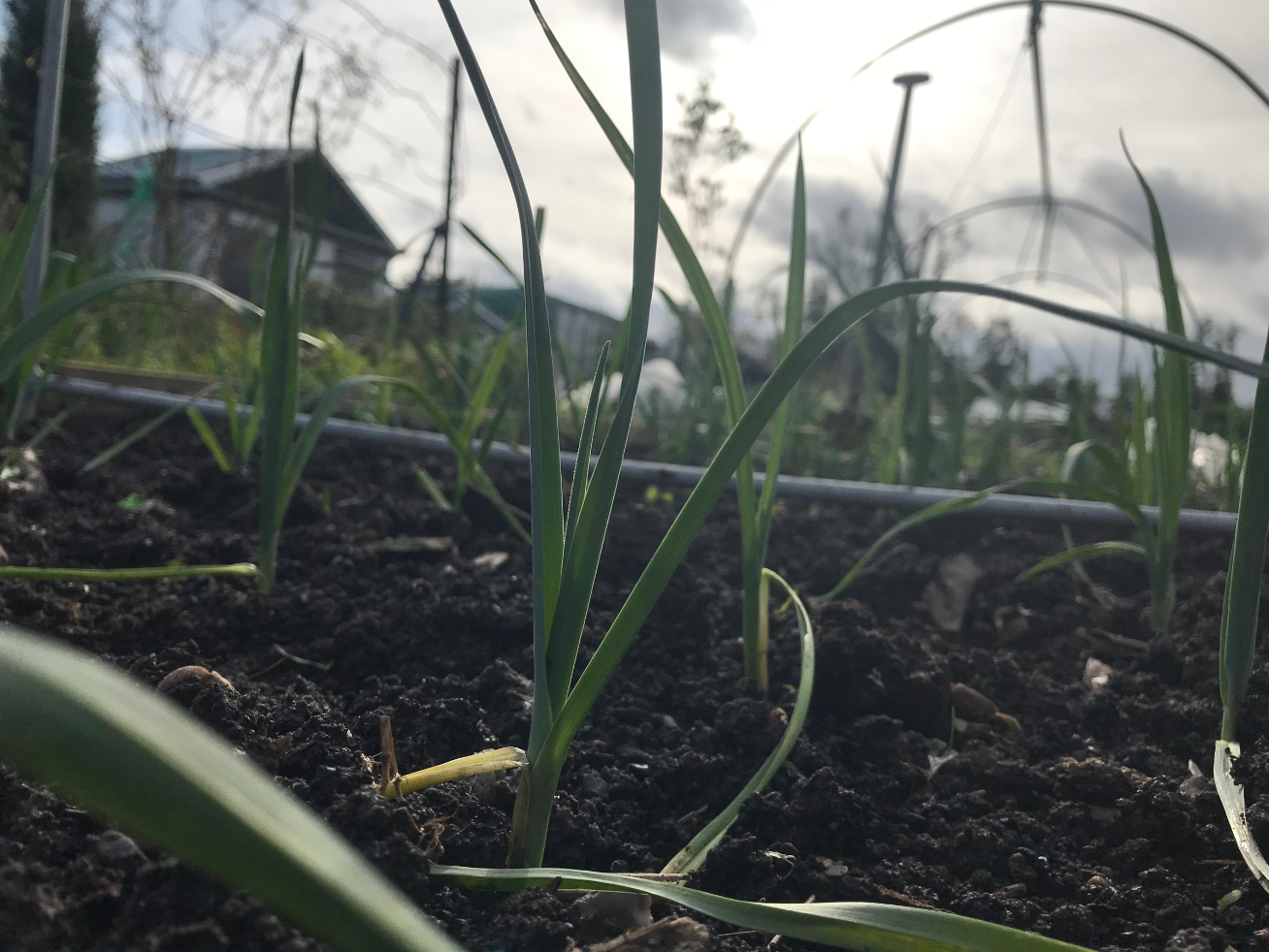 Prei planten in september