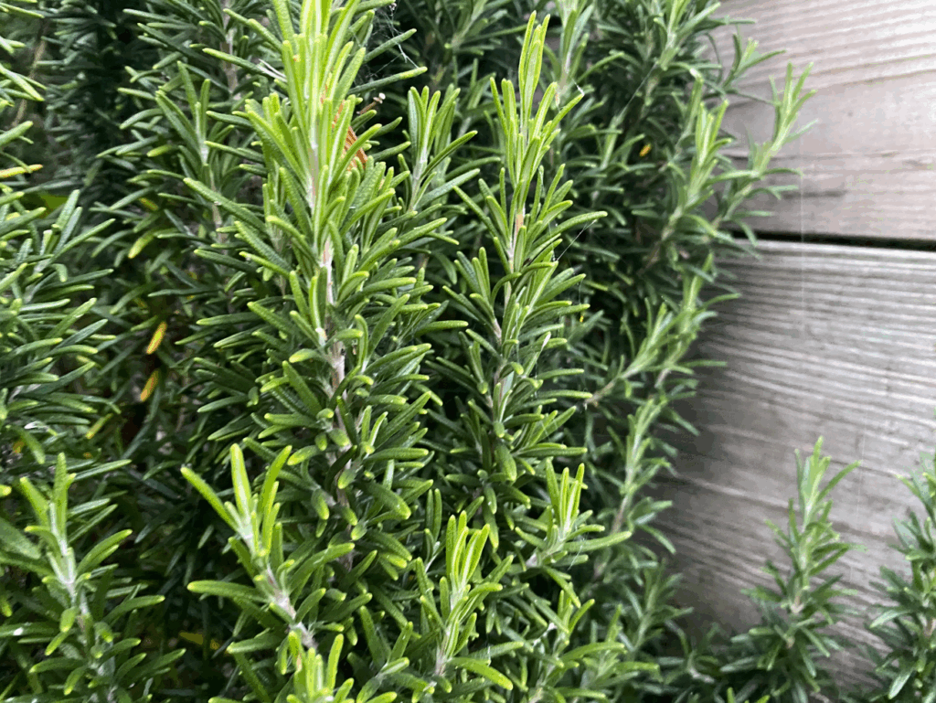 Rozemarijn kweken