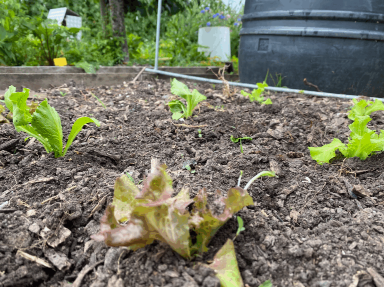 Sla kweken in je groententuin