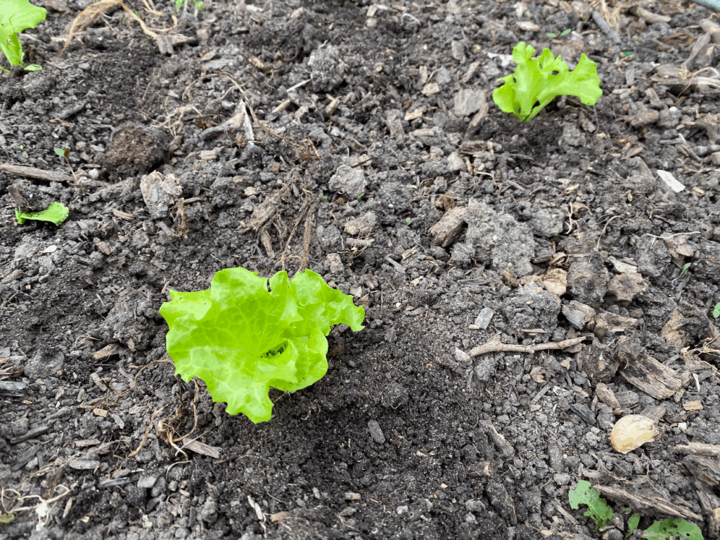 Sla kweken in je groententuin