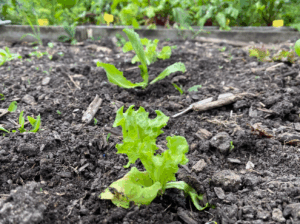 Sla kweken in kweekbak