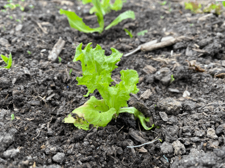 Verhoogde kweekbak Vita 401 rond groen 82,1x82,1x40,1 cm kopen! | HORNBACH