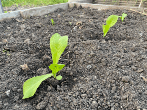 Sla plantjes buiten planten