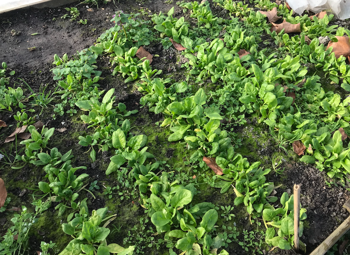 Spinazie zaaien augustus