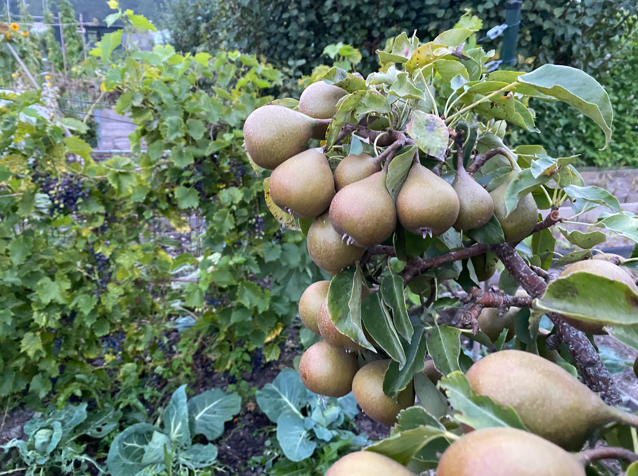 Stoofperenoogst verwerken