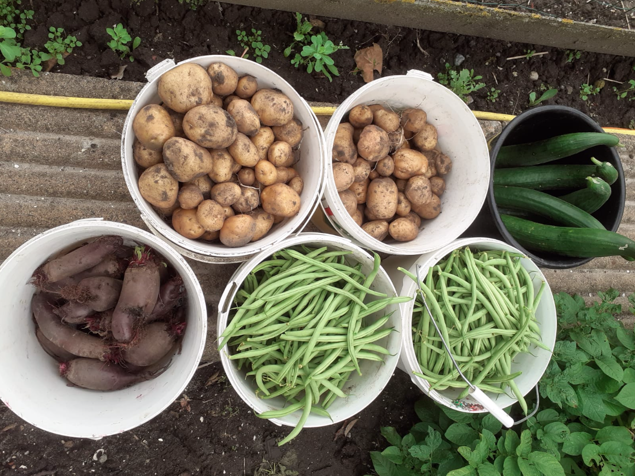 Tips voor het verwerken van je moestuinoogst