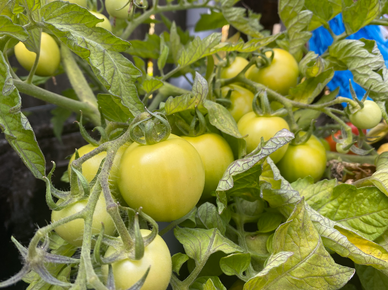 Tomaten inmaken zonder wecken