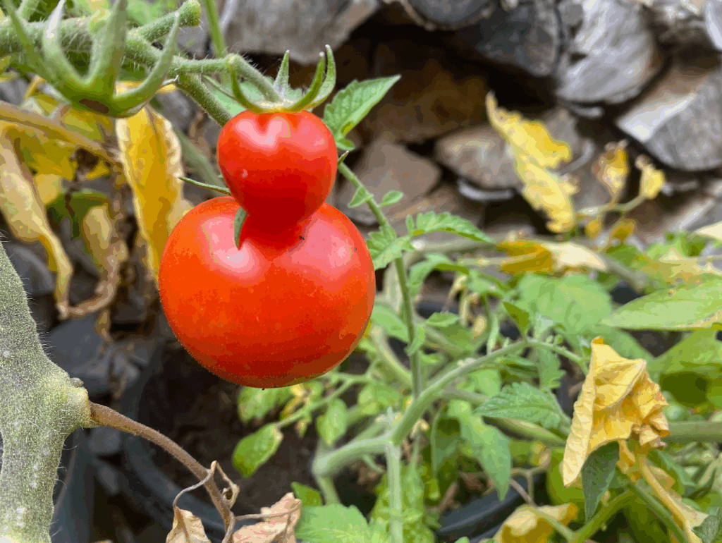 Tomaten inmaken zonder wecken