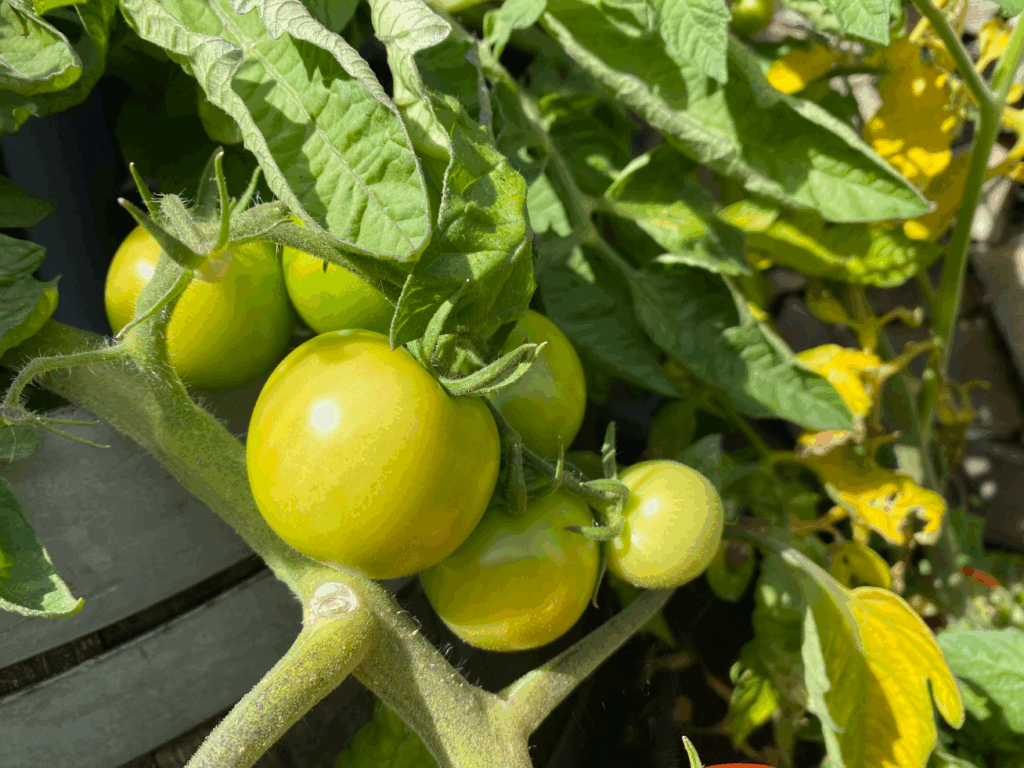 Tomaten kweken in kas