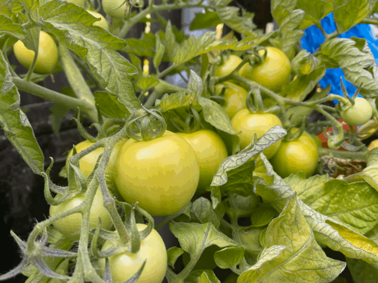 Tomaten oogsten als ze nog groen zijn
