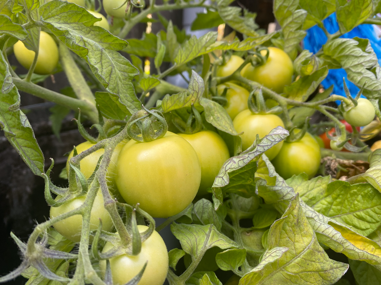 Tomaten oogsten als ze nog groen zijn