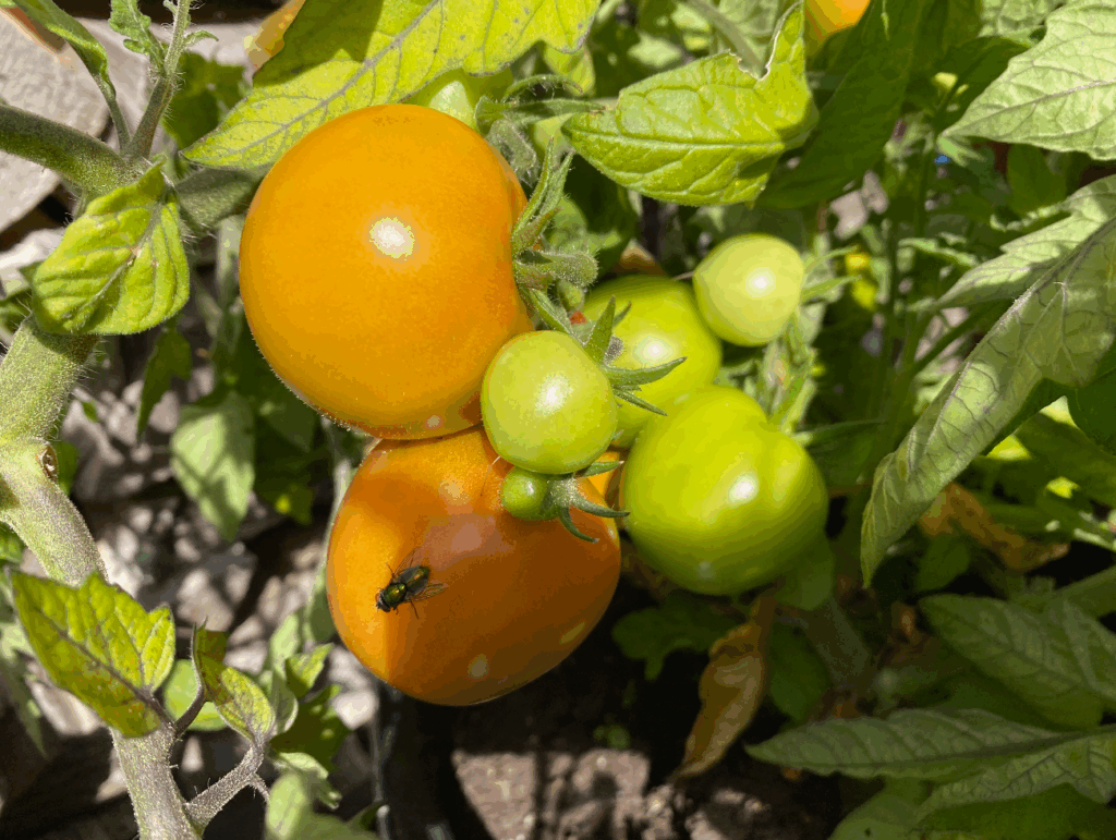 Tomaten verzorgen in augustus