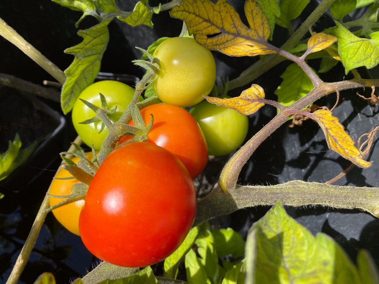 Tomaten verzorgen in augustus