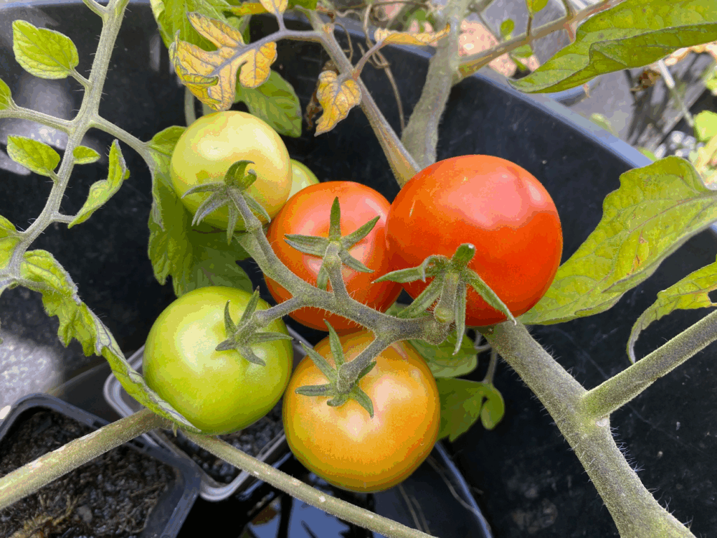 Tomaten worden niet rood