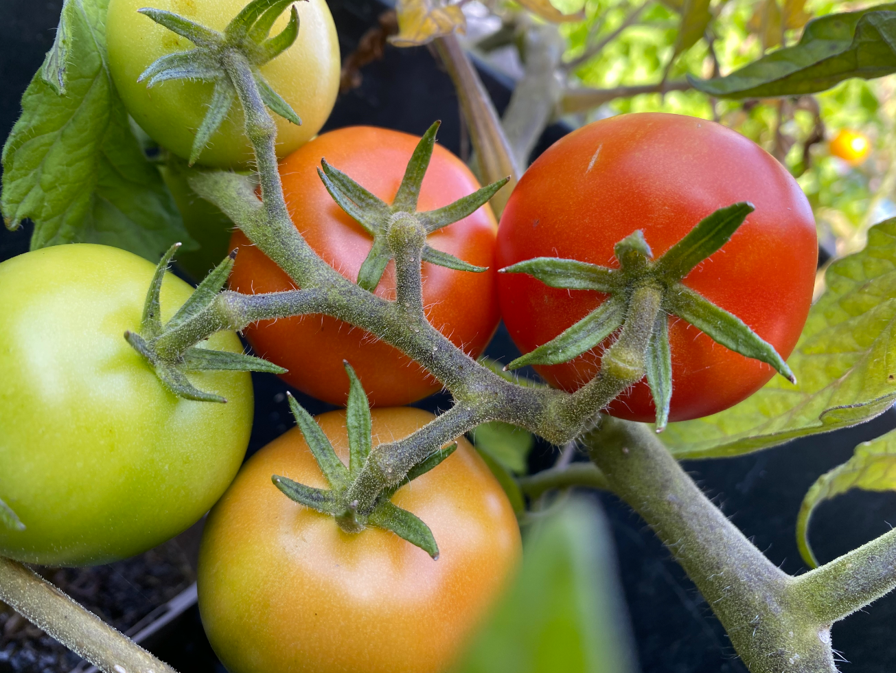 Tomaten worden niet rood