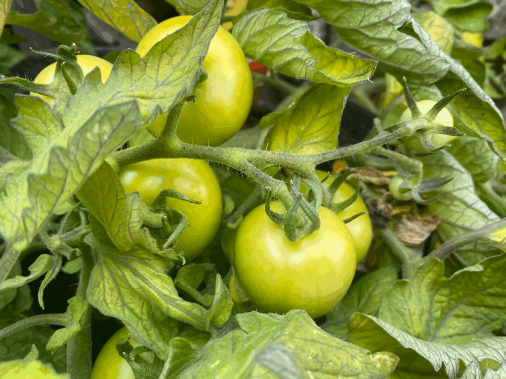 Tomatenoogst bewaren
