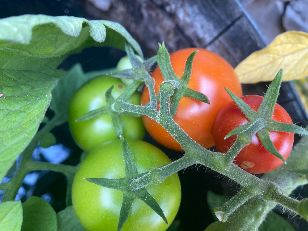Tomatenoogst bewaren