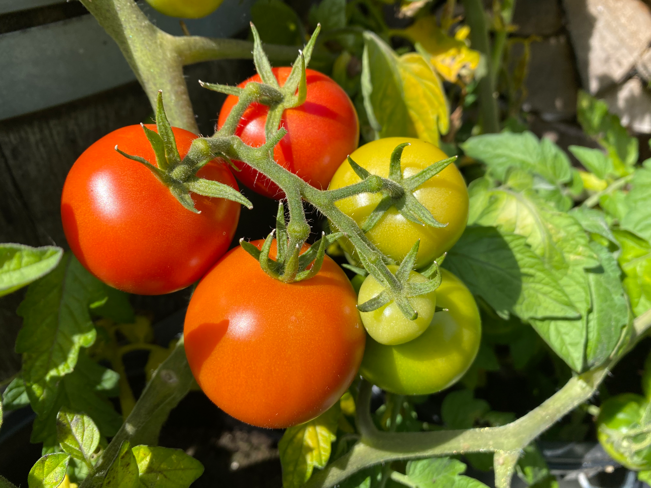Tomatenplantjes kopen